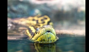 Animaux. Un anaconda découvert en plein centre-ville dans le Gard