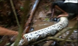Un python de 8 mètres découvert en Indonésie