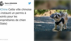 Chine. Une ville instaure un permis à points pour les propriétaires de chiens.