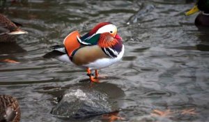 A Central Park, un canard mandarin séduit les passants