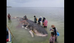 Indonésie. Un cachalot retrouvé mort avec 6 kg de plastique dans le ventre en Indonésie