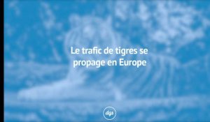 Le trafic de tigres se propage en Europe