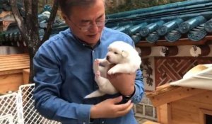 Corée: la chienne offerte à Moon par Kim a mis bas