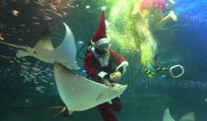 Le Père Noël nage au milieu des poissons à Séoul