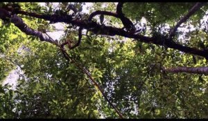 Amazonia: Vlaamse Trailer HD