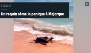 Majorque : un requin bleu sème la panique