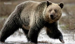 Colorado: un campeur se réveille dans la gueule d'un ours