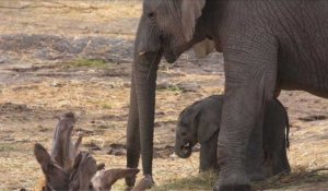 Naissance d'un éléphanteau de Namibie au Mexique