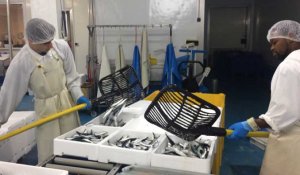 La sardine fraîche chez Coeffic Marée