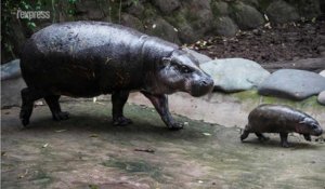 Chili: un bébé hippopotame nain est né