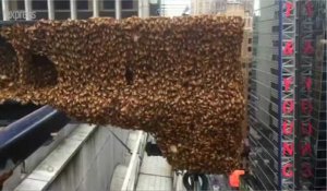 New York: Times Square envahi par des milliers d'abeilles