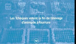 Quand la France continue les massacres, les Tchèques votent la fin de l'élevage d'animaux à fourrure 