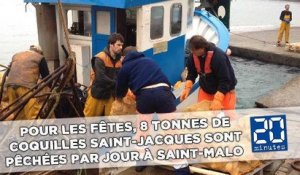 Pour les fêtes, 8 tonnes de coquilles Saint-Jacques sont pêchées par jour à Saint-Malo