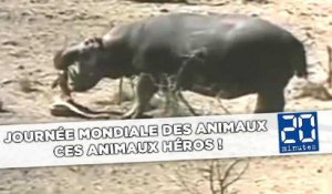 Journée mondiale des animaux: Ces animaux sont des héros