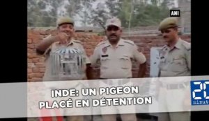 Un pigeon qui transportait une lettre de menaces placé en détention