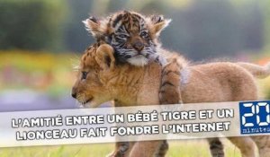 L'amitié entre un bébé tigre et un lionceau fait fondre l'Internet
