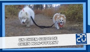 Un chien guide de chien non-voyant