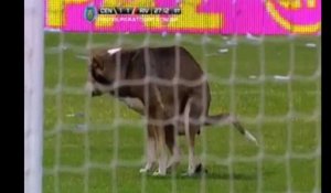 Un chien défèque sur un terrain de football en Argentine