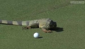Un iguane joue au golf lors de l'open de Porto-Rico