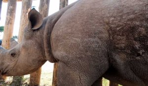 De l'Afrique du Sud au Tchad: le long voyage de 6 rhinocéros