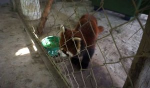 Laos: trois pandas roux rescapés d'un trafic d'animaux
