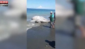 Philippines : Une étrange créature marine échouée sur la plage (vidéo)