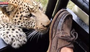 Un léopard vient croquer la chaussure d'un touriste en safari (vidéo)