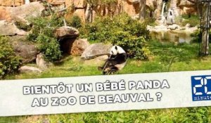 Bientôt un bébé panda au zoo de beauval ?