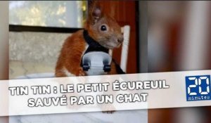 Tin Tin : Le petit écureuil sauvé par un chat