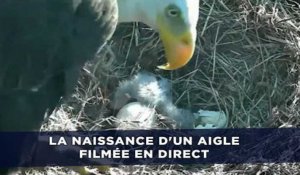 La naissance d'un aigle filmée en direct
