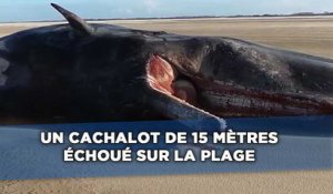 Un cachalot de 15 mètres s'est échoué sur le littoral de la mer du Nord