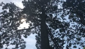 Combien mesure le séquoia du parc des Promenades