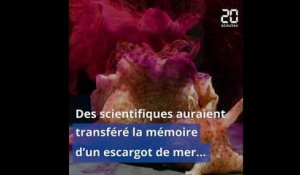 Des chercheurs ont transplanté la mémoire d'un escargot de mer à un autre