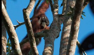 Les orangs-outans, un déclin inéluctable ?