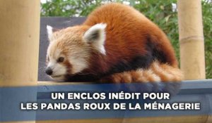 Un enclos inédit pour les pandas roux de la Ménagerie
