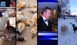 Best-of: Un cheval dans une baignoire, Sky News ridicule, plein de renards, un mouton chien de berger