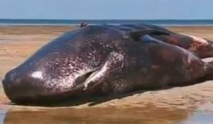 Six cachalots s'échouent sur une plage australienne