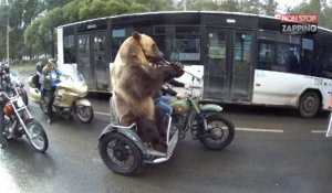 Un ours sur une moto joue de la trompette et fait des bras d'honneur, la vidéo WTF