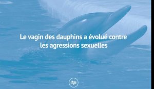 Le vagin des dauphins a évolué contre les agressions sexuelles
