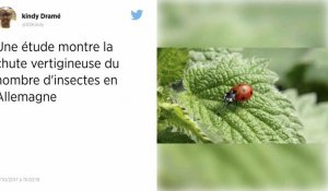 Les insectes volants ont disparu en Europe en 30 ans