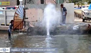 Marseille : une baleine dans le Vieux-Port ! - ZAPPING ACTU DU 19/10/2017