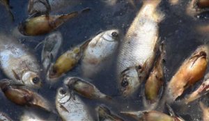 Paraguay:Des milliers de poissons trouvés morts dans une rivière