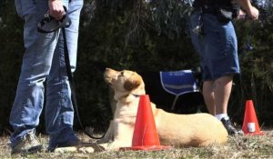 En Australie, des chiens pour soigner le stress post-traumatique