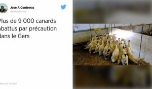 Virus aviaire. Plus de 9 000 canards abattus par précaution dans le Gers.