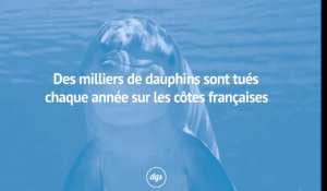 Des milliers de dauphins sont tués chaque année sur les côtes françaises