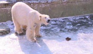 Berlin: les ours polaires du zoo profitent du temps glacial