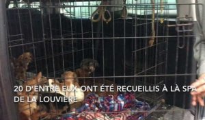 Saisie de 57 chiens dans le BW, 20 sont à la SPA de  La Louvière