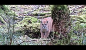 Canada : Un homme se fait suivre par un puma dans une forêt (Vidéo)