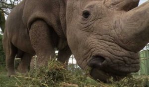 Kenya: mort du dernier rhinocéros blanc du Nord mâle