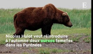 Réintroduction des ours : Hulot s'engage sur un sujet qui fâche